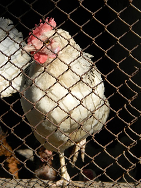 吉拉西的转 吉拉西的转